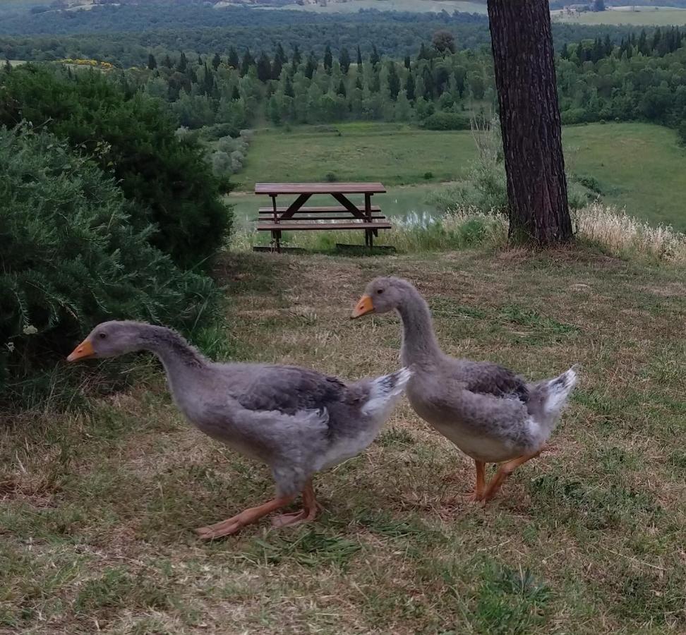 Vila Agriturismo Sole Trequanda Exteriér fotografie